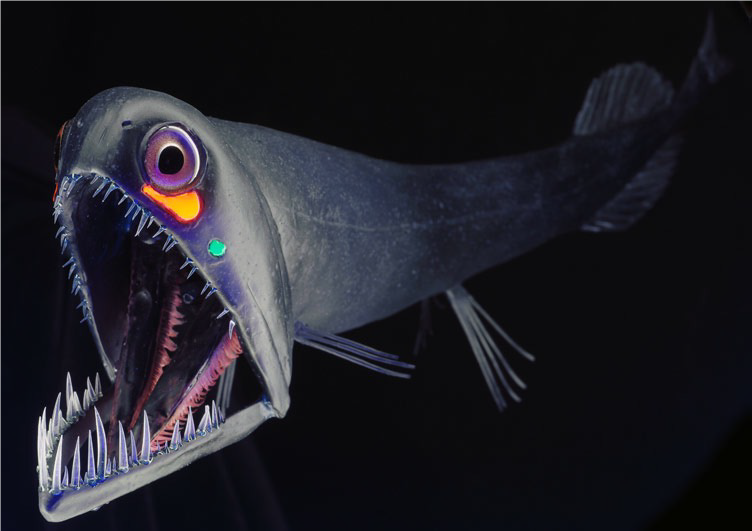 lichtgevende dieren