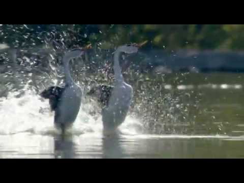 Baltsende zwanenhalsfuten