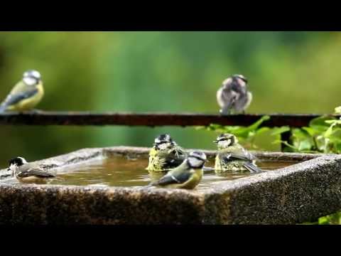 Badfeest voor tuinvogels