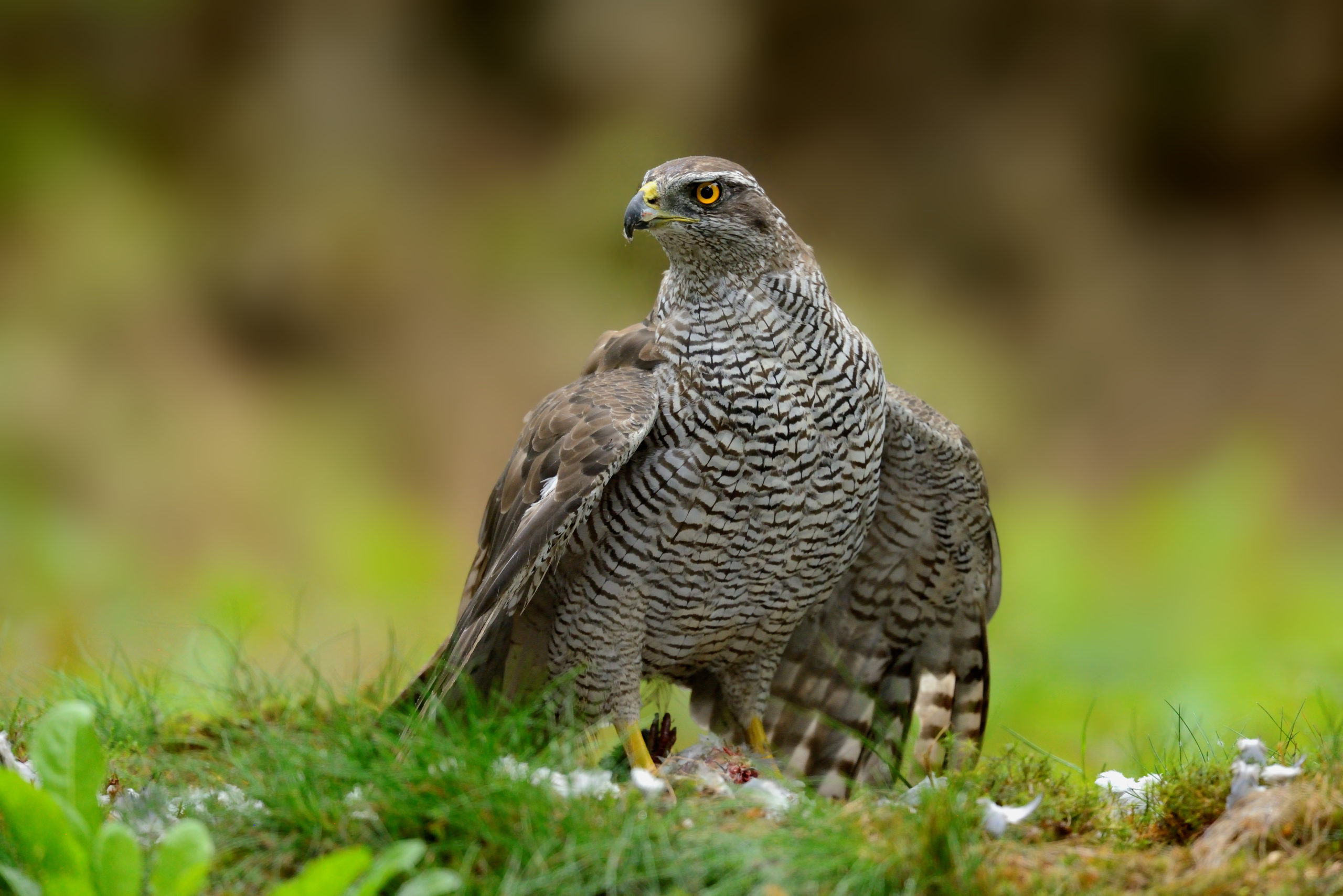 De koningin van het bos