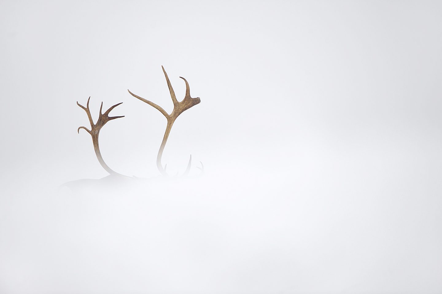 forollhogna national park , norway, september,wild reindeer