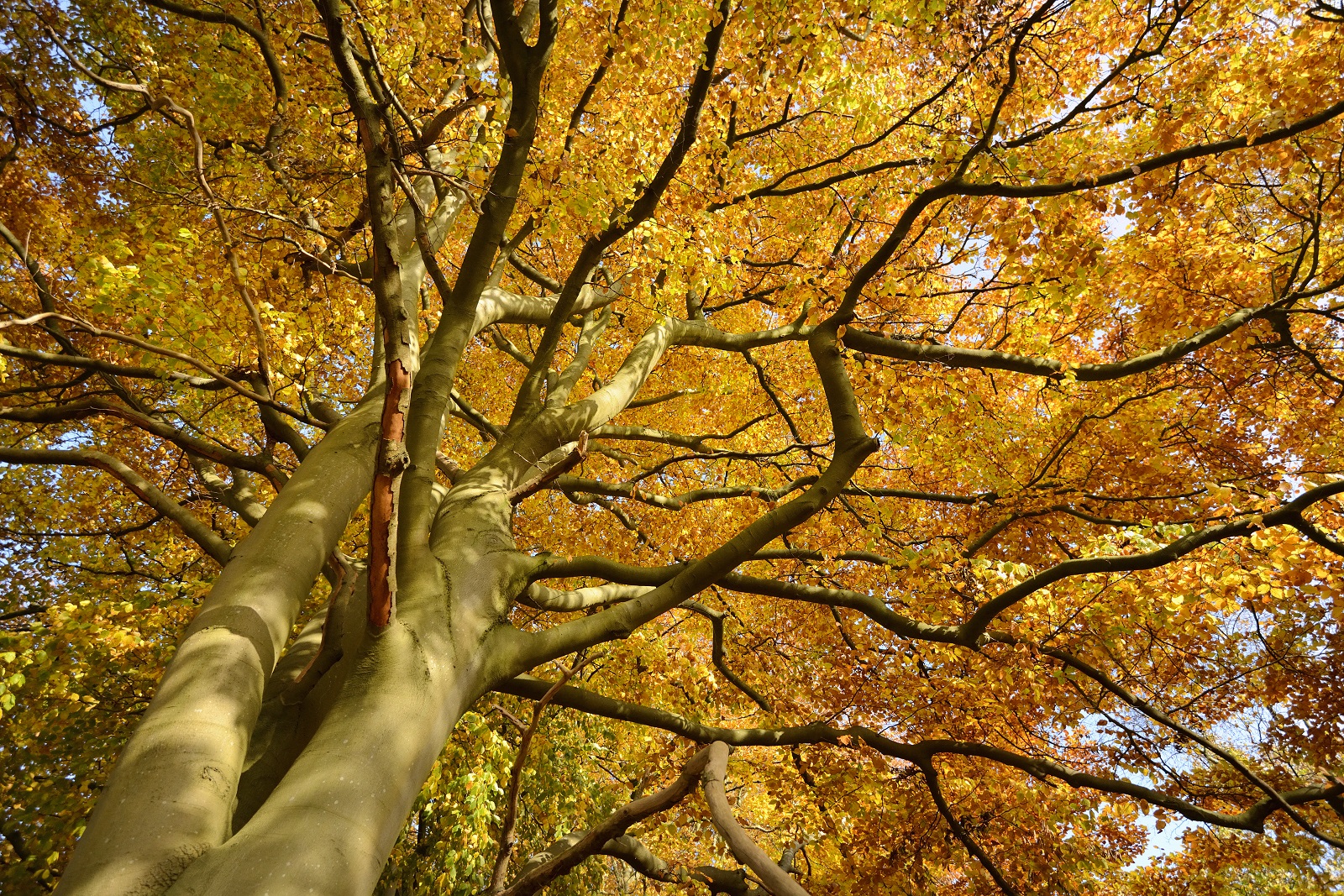 herfstkleuren beuk in herfstkleuren