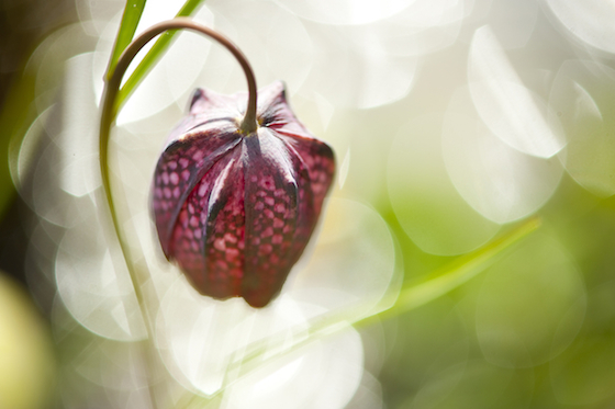 12-05 andrea gulickx klein