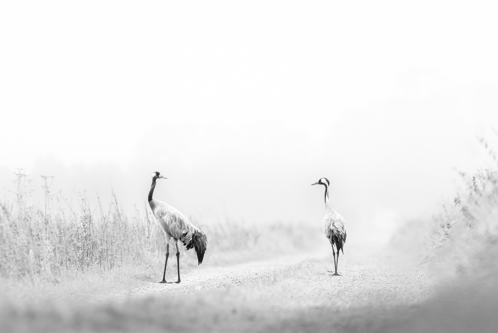 kraanvogels fotograferen
