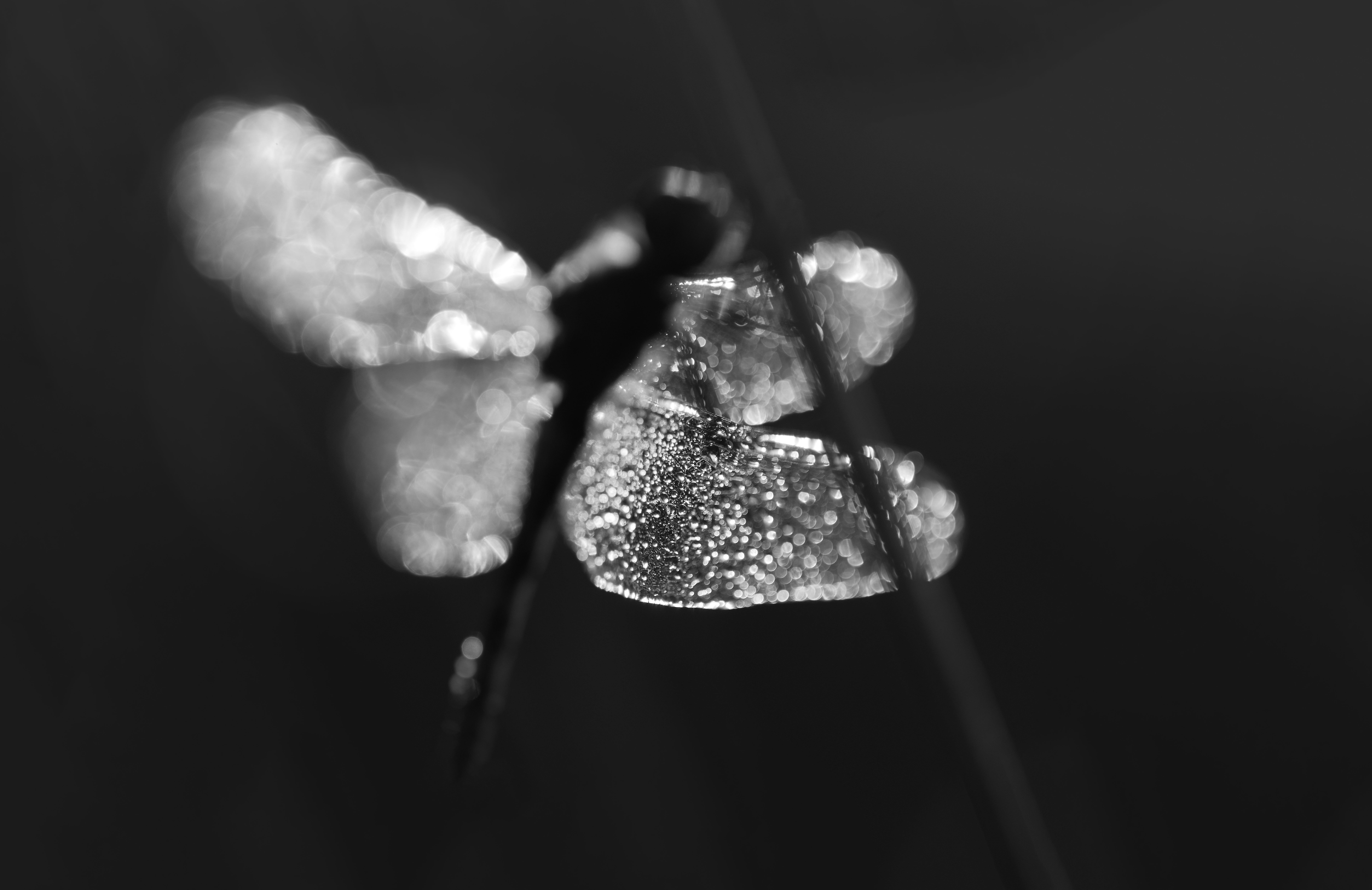 Natuurfotografie in zwartwit