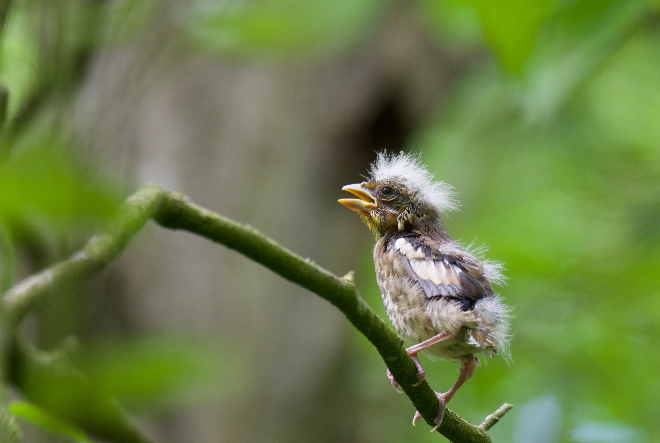 winnaars van de Roots Natuurfotowedstrijd 2020