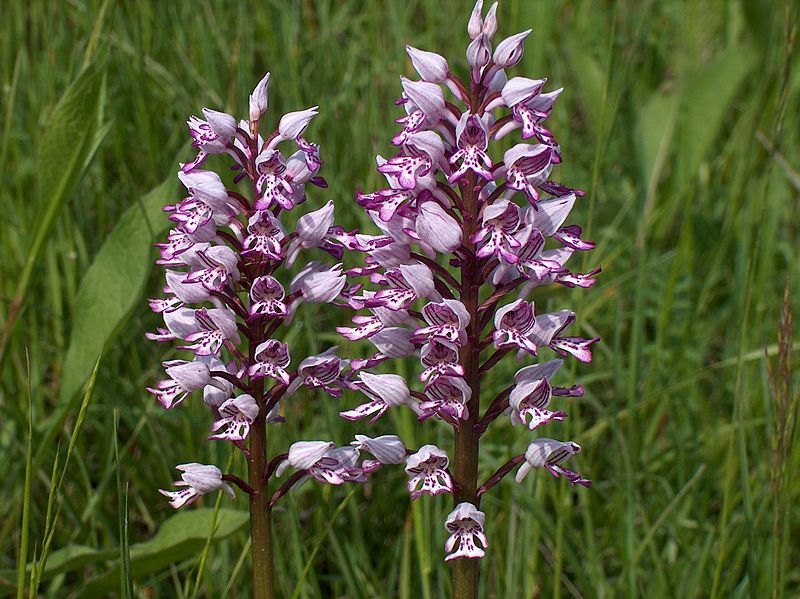 800px-Orchis_militaris_dolomites