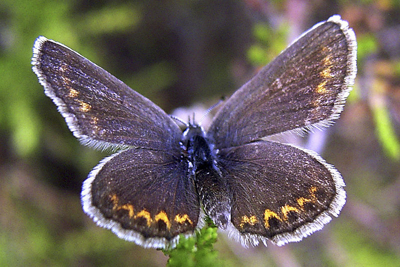 800px-Plebeius_argus_female