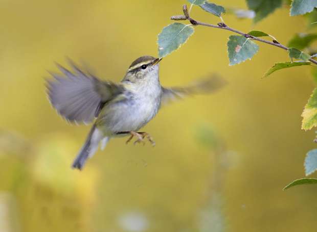 Lichtgevende bladkoning