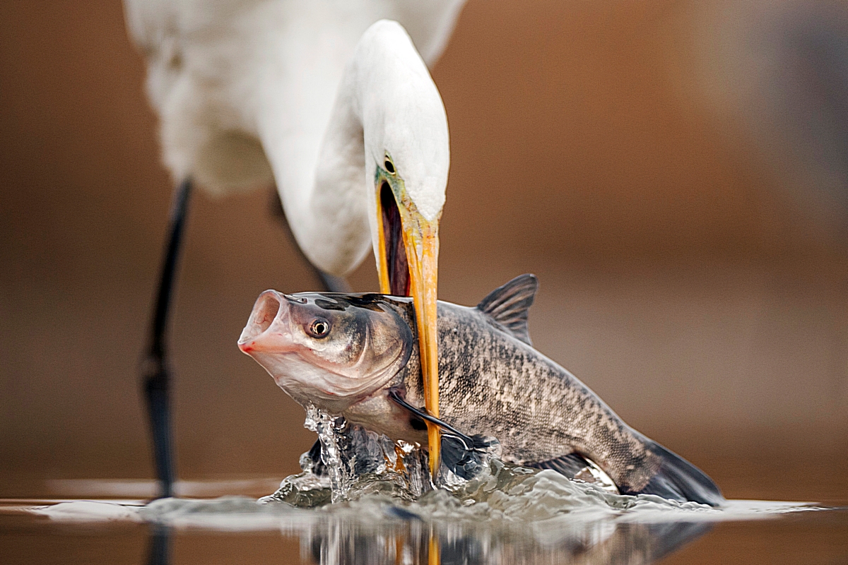 AGAMI-Grote-Zilverreiger,-Great-Egret,-Egretta-alba-Bence-Mate-68524