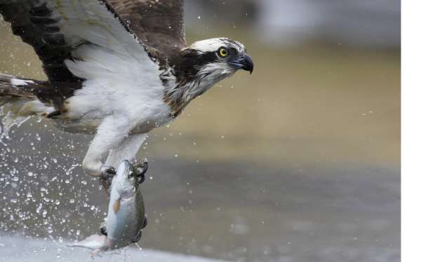 Vogelboulevard de Noordwaard