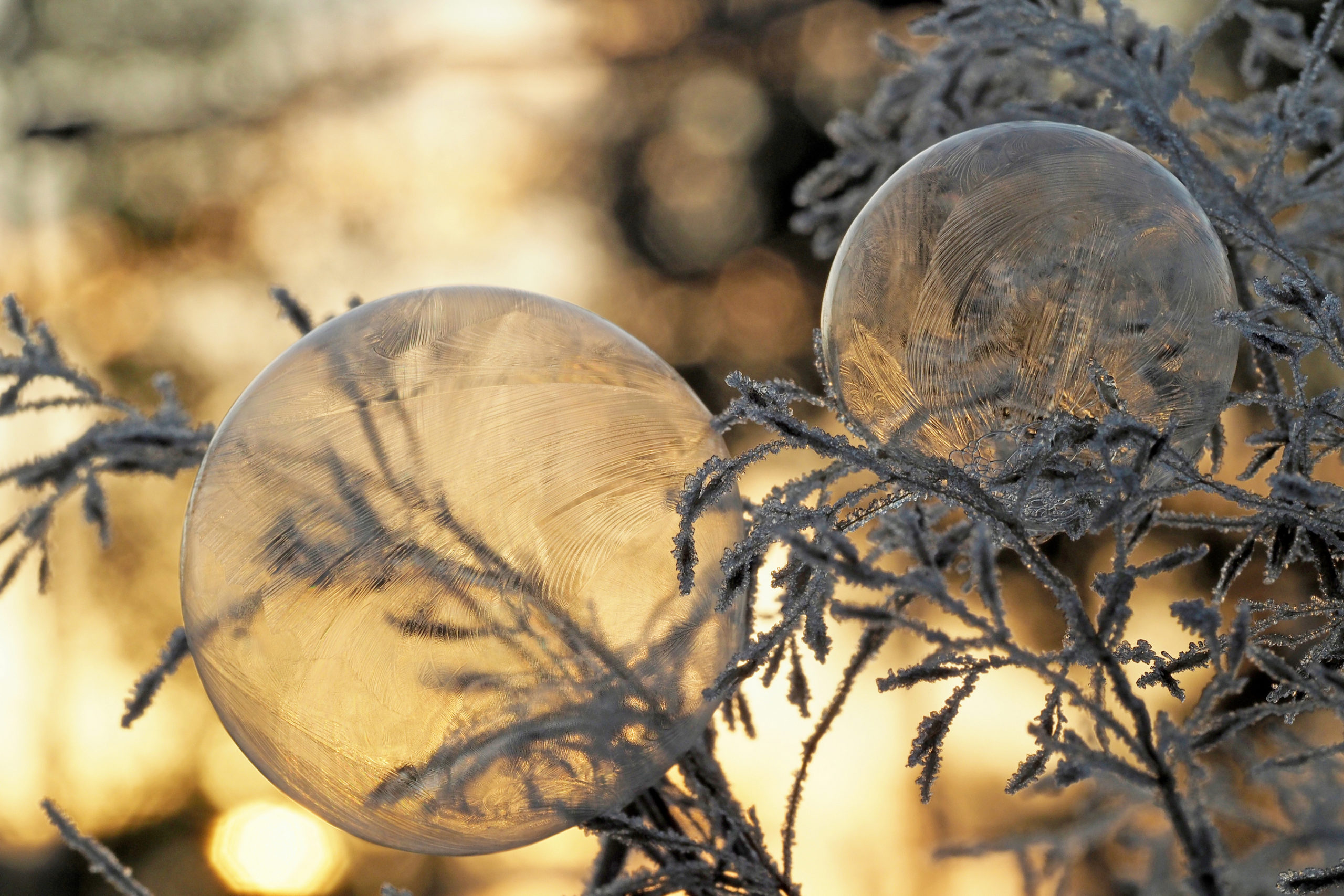 Foto van de Maand januari