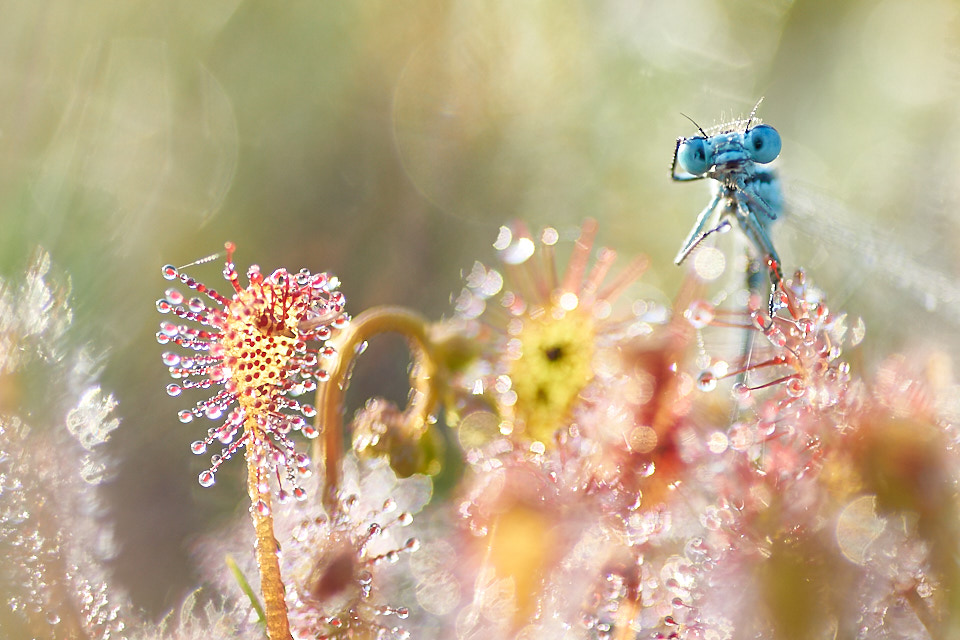bokeh