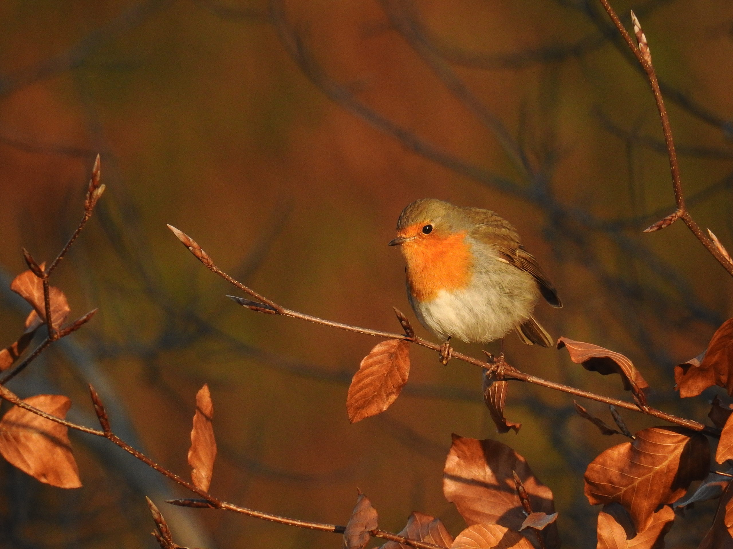 Foto van de Maand oktober wedstrijd
