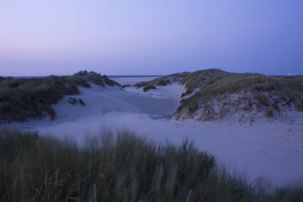 Boschplaat