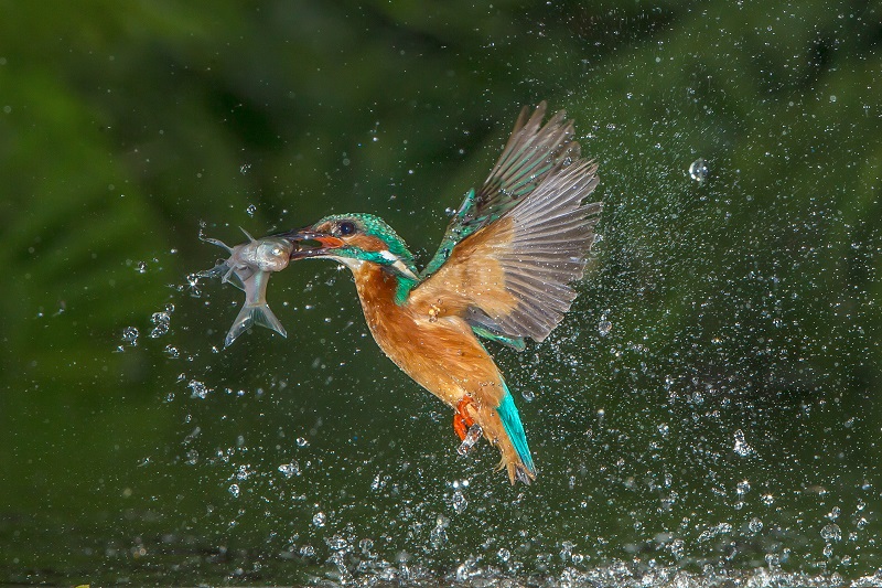_DM49547-ijsvogel vangt visje -Ernst Dirksen Fotografie-20120618_