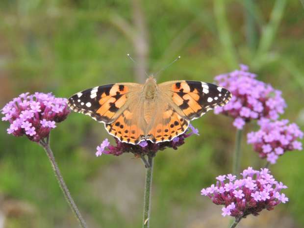 Massaal doortrekkende distelvlinders