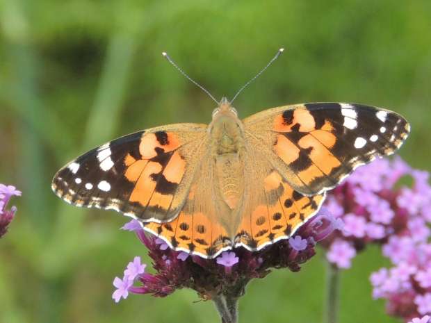 Distelvlinder invasie