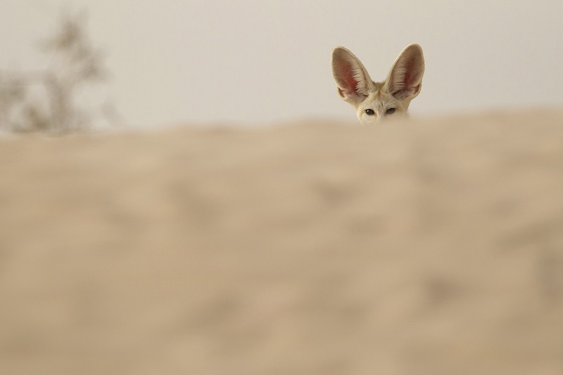 Fennek_ Bruno dAmicis_1