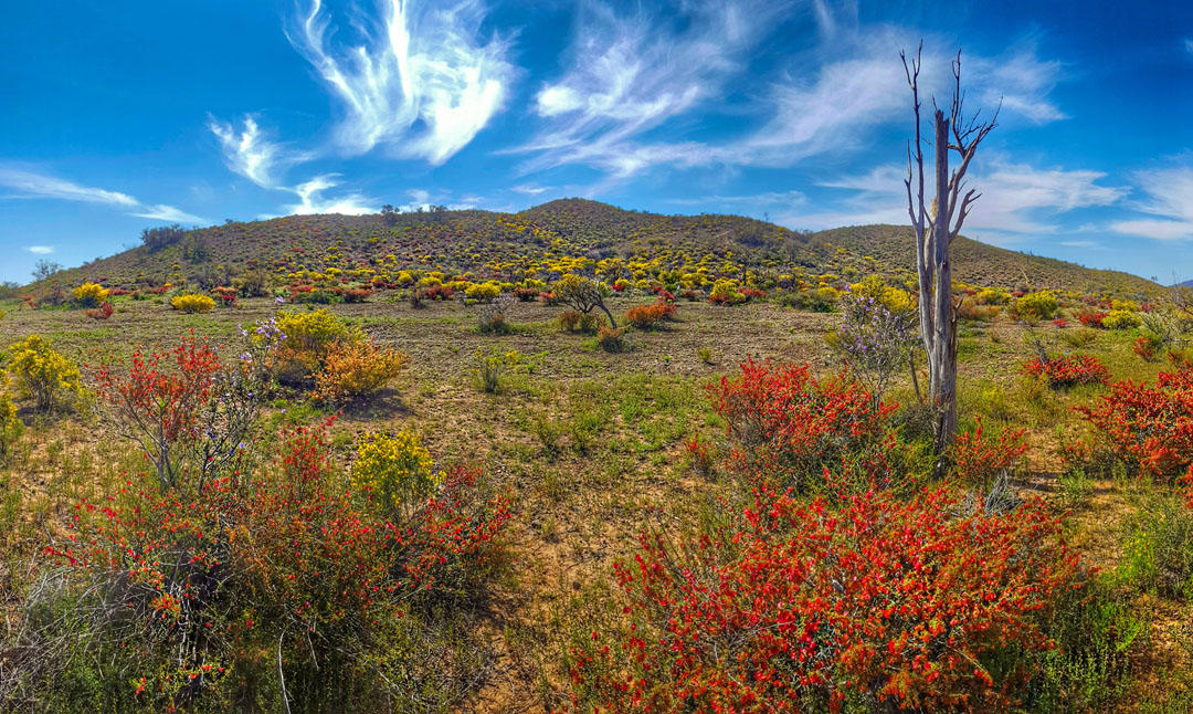 flinders-ranges-wildflowers-tim-lindner_banner