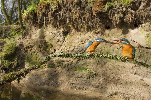 _H5R0630-ijsvogels-groothoekopname nestwand2- Ernst Dirksen Fotografie-20150413 _