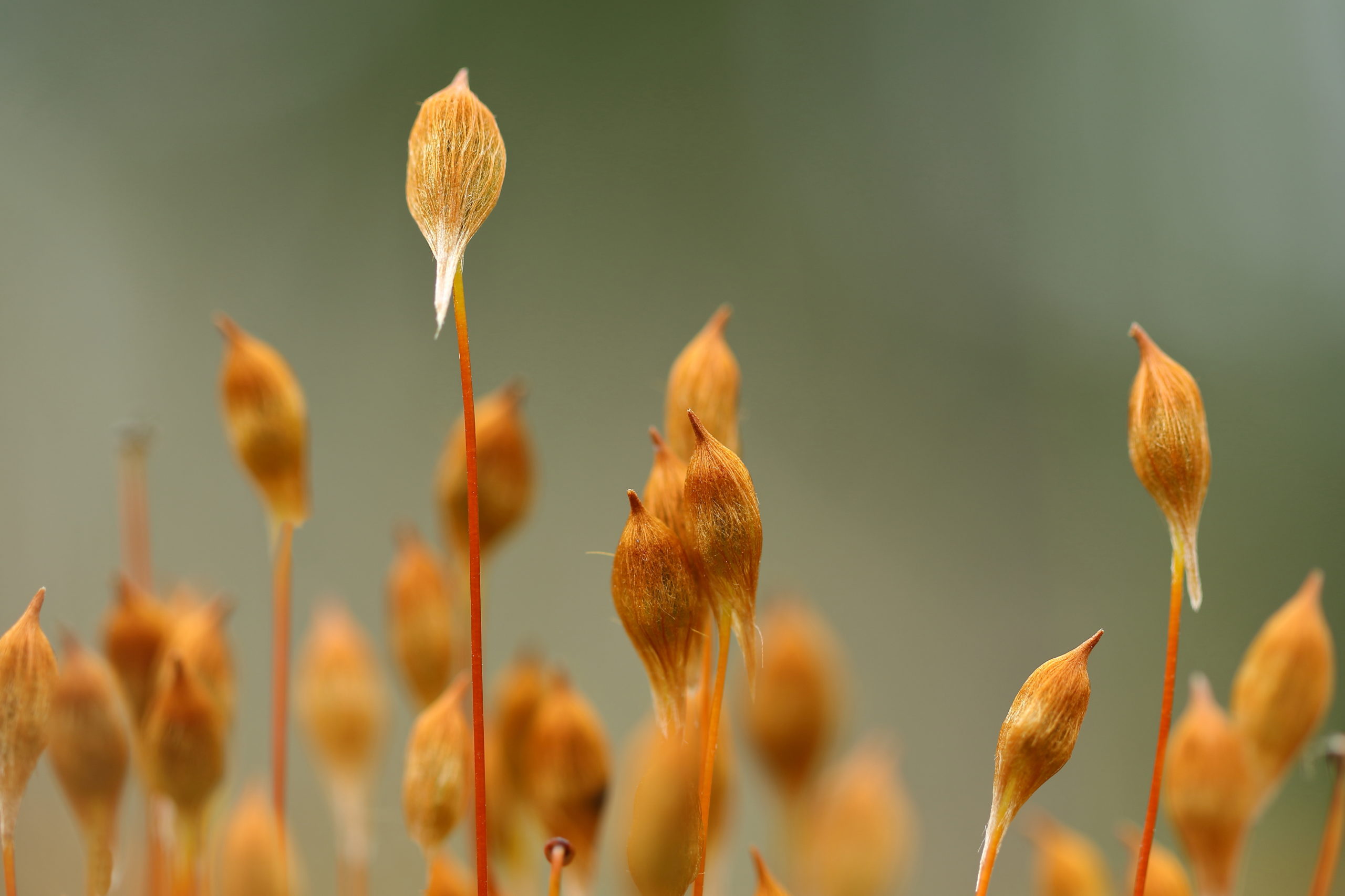 Foto van de Maand januari