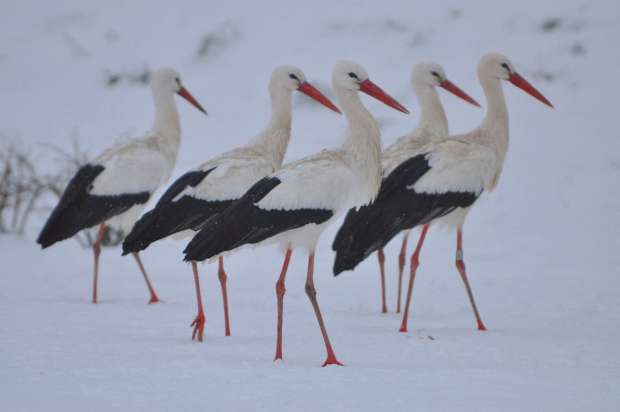 Ooievaars wintertelling