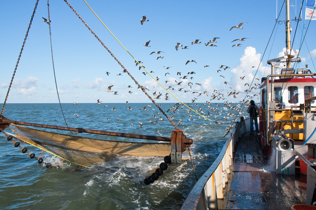 De vissersboot ZK 37, die normaal op garnalen vist, in actie om een haai te vangen voor het project Sharkatag, dat vandaag van start ging.