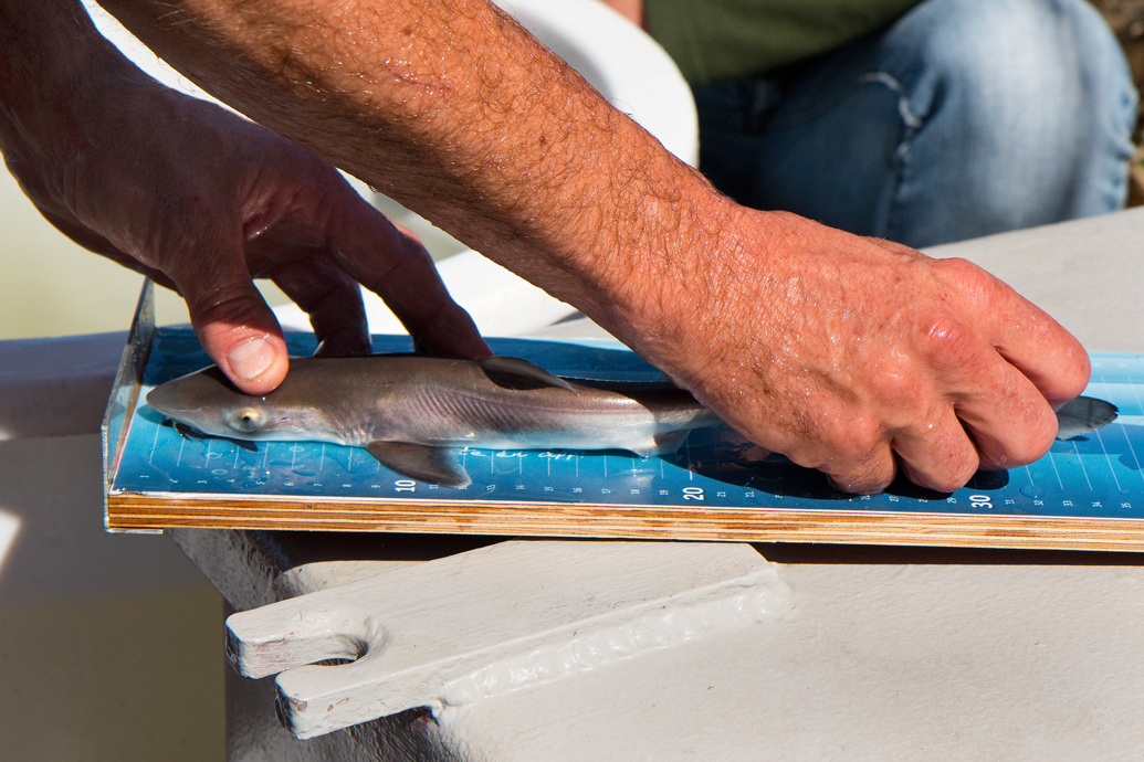 Een ruwe haai wordt opgemeten (35 cm, vrouwtje) ) en daarna weer teruggezet in de Waddenzee.