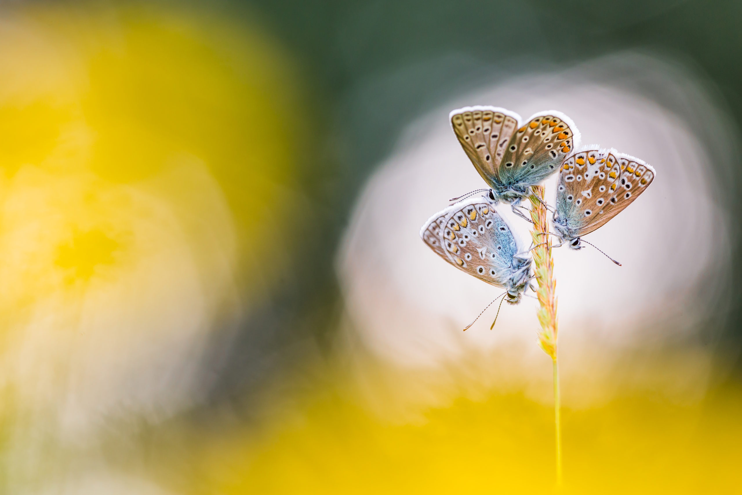 fototips voor de Grote Roots Natuurfotowedstrijd