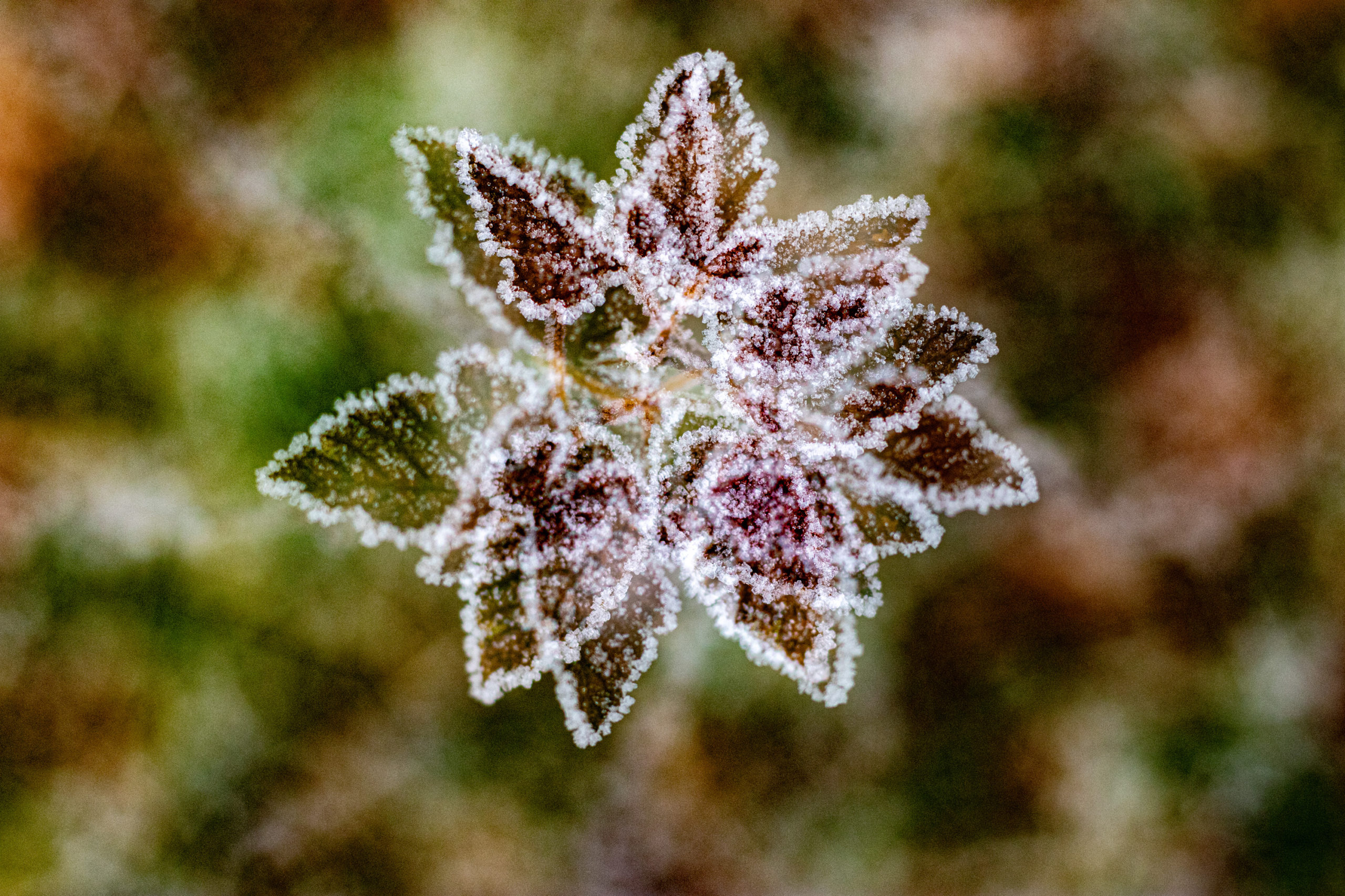 Foto van de Maand januari
