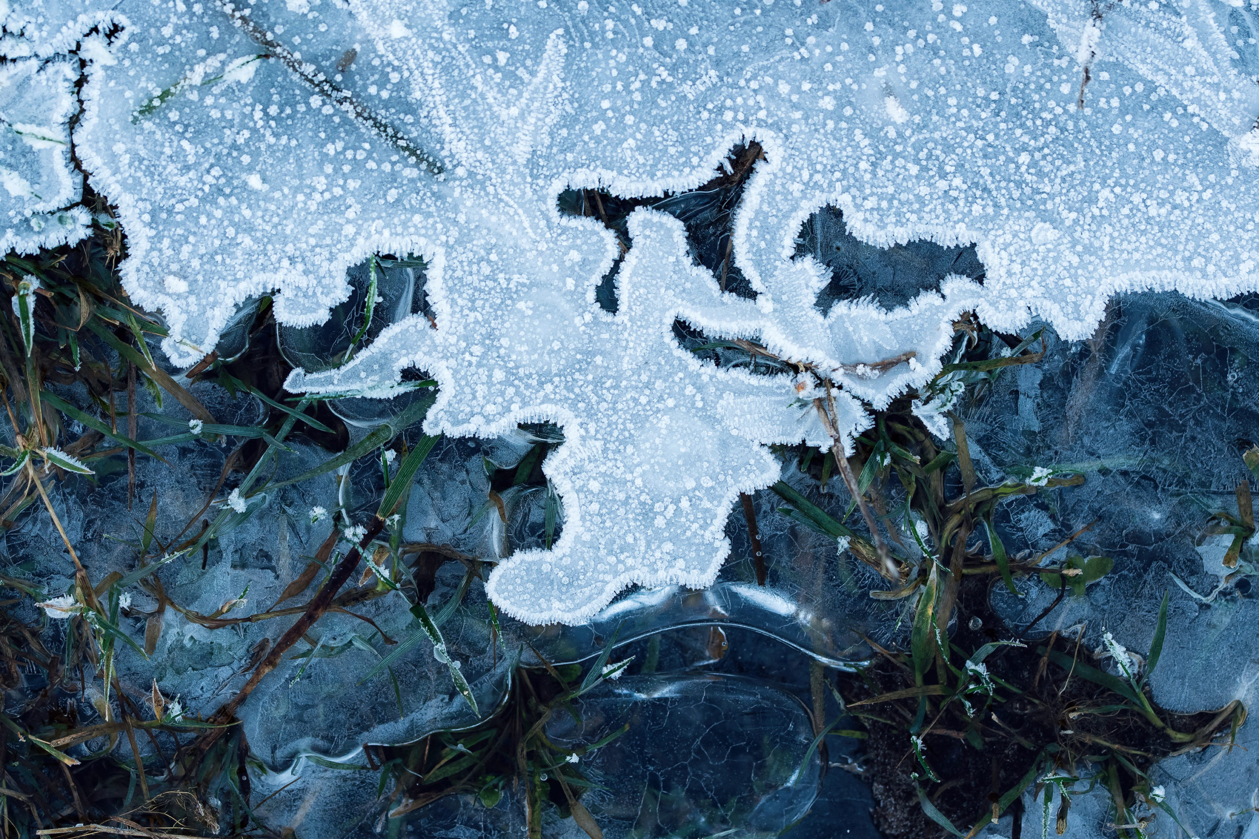 Foto van de Maand januari