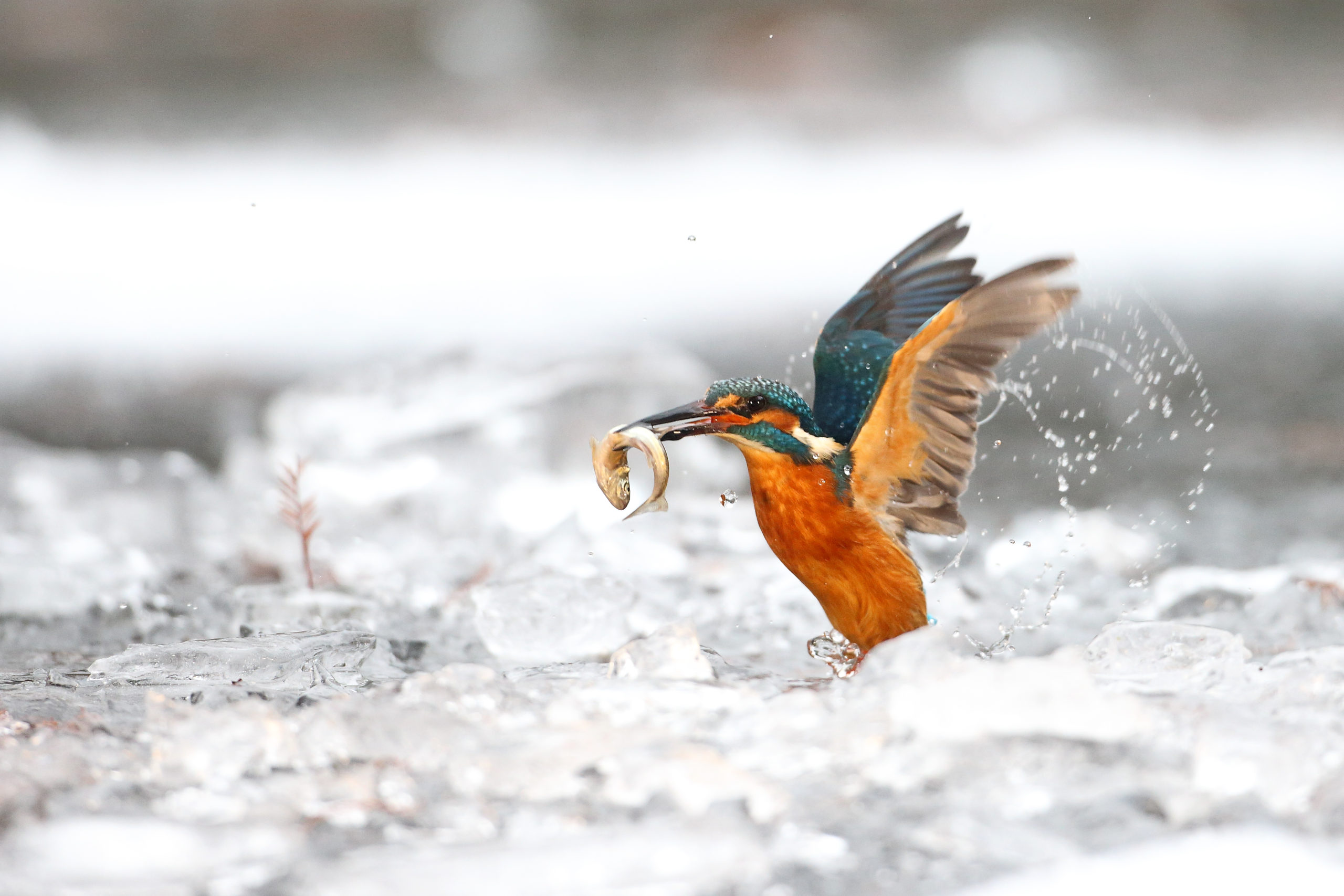 ijsvogels