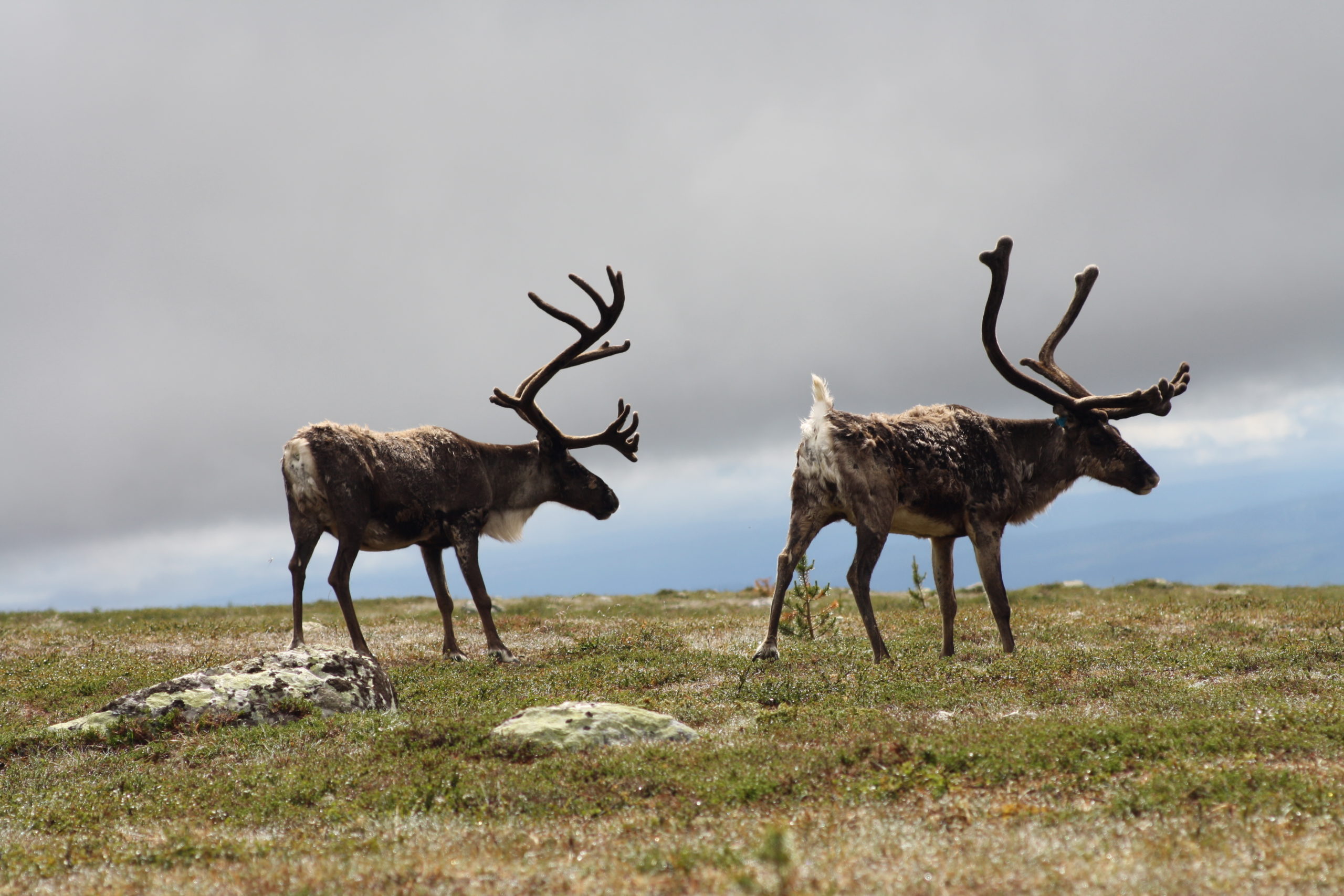rendieren met profiel