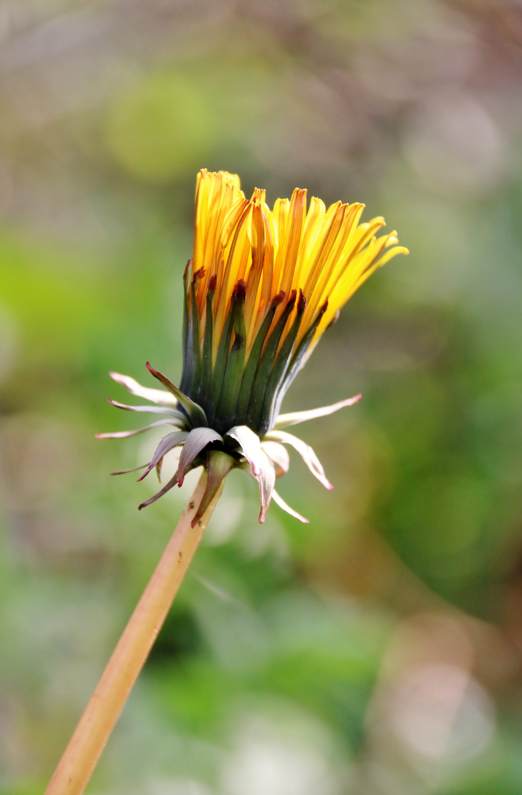 Eindejaars plantenjacht