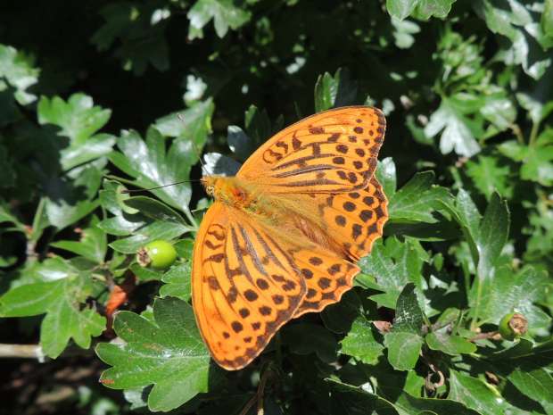 Magnifieke keizersmantel
