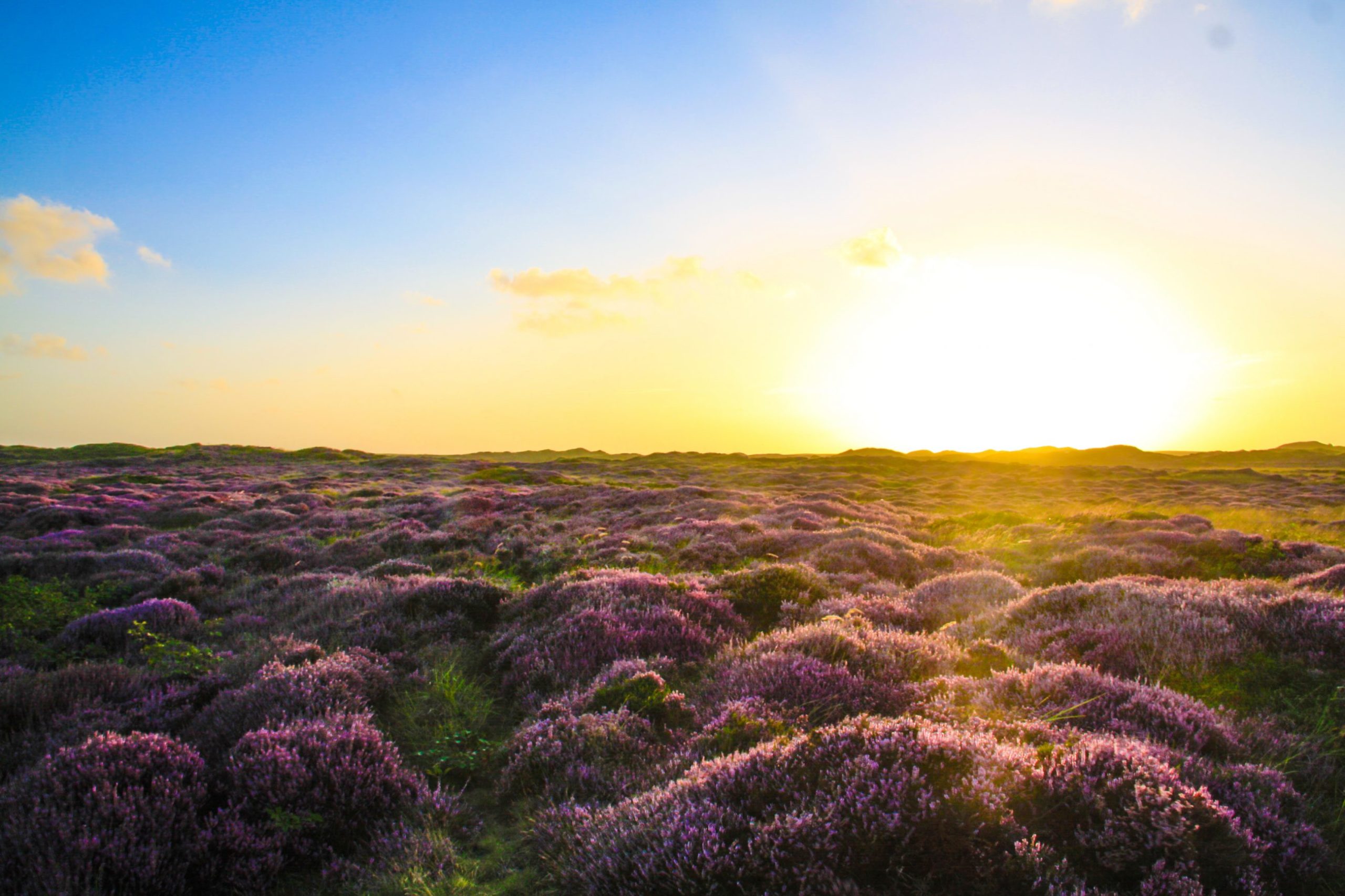Goedenacht Texel