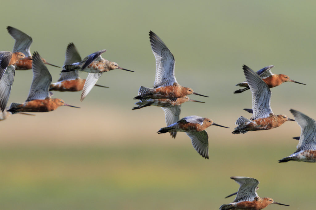 migraties