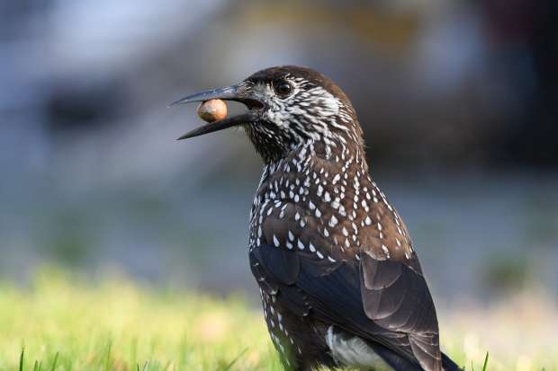 Dunsnavelige notenkraker