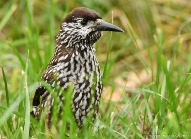 Notenkraker in Wageningen