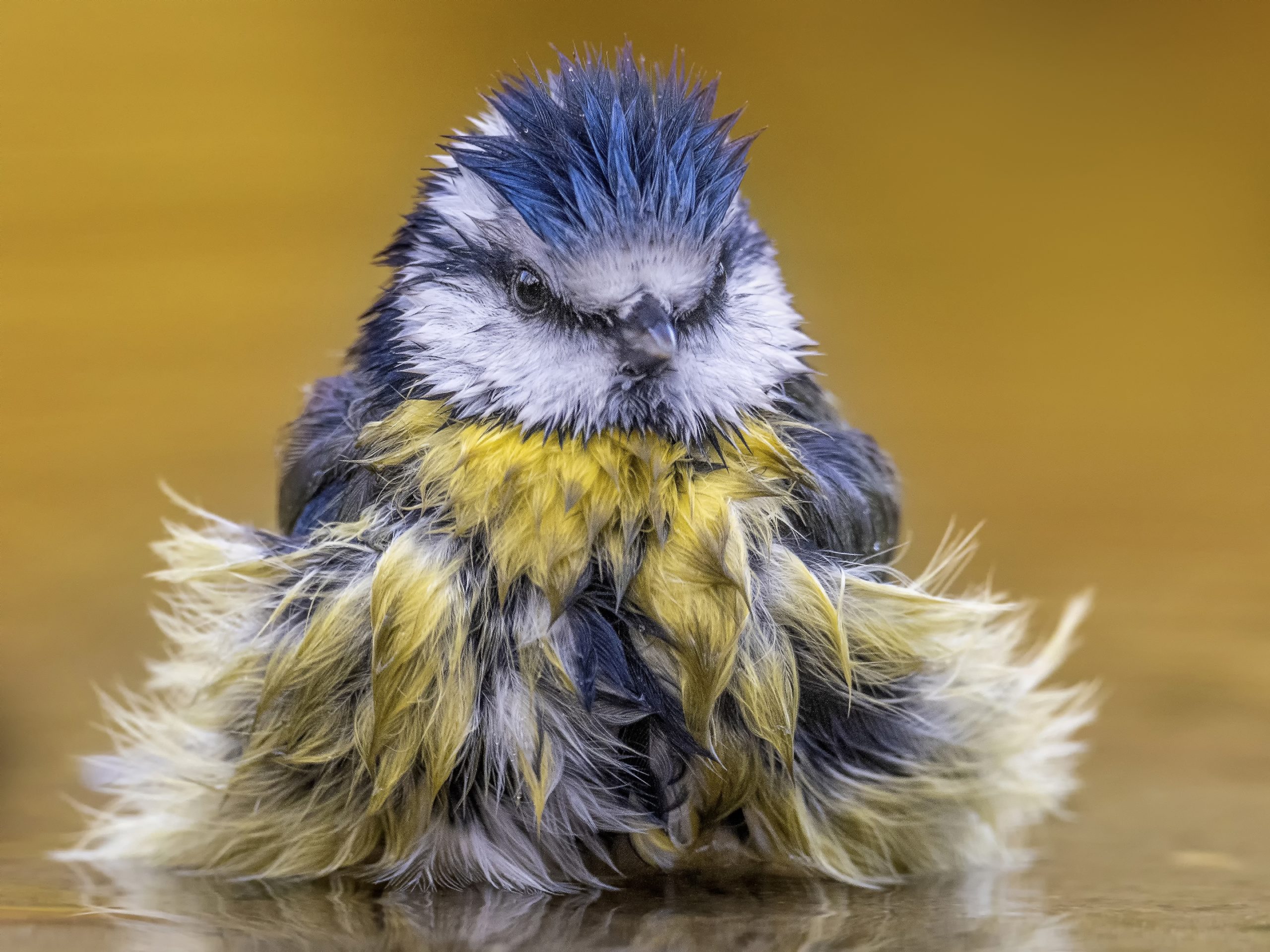 badderend pimpelmeesje