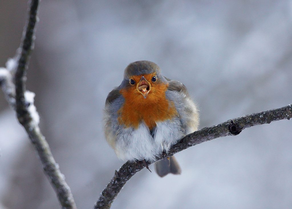 roodborst