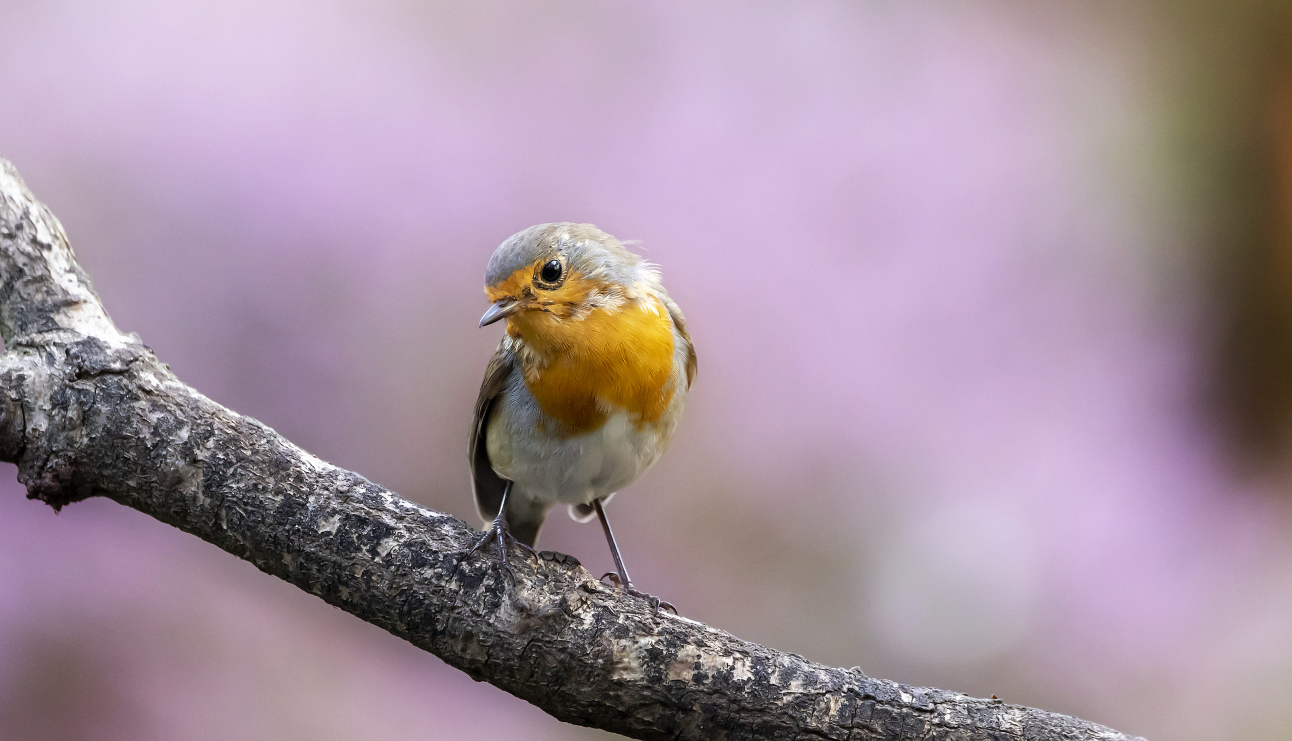 foto van de maand augustus