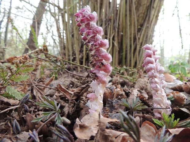 Zeldzame sapslurper: de bleke schubwortel