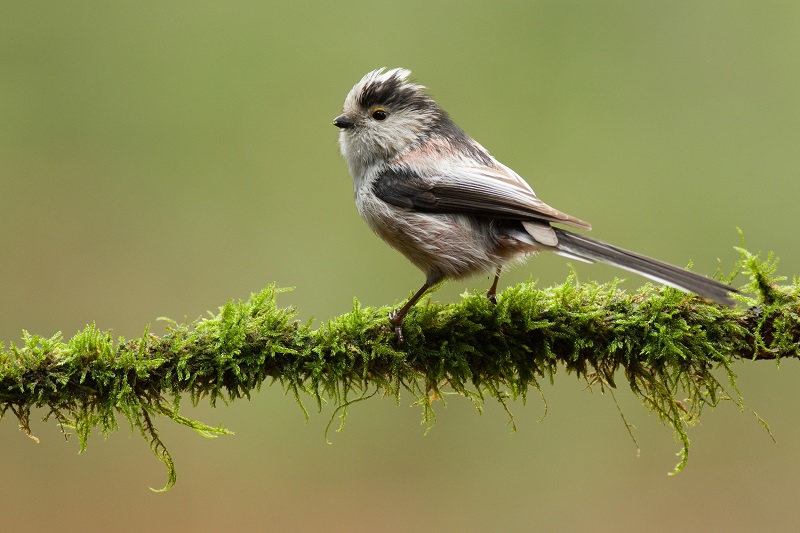 tuinvogels herkennen