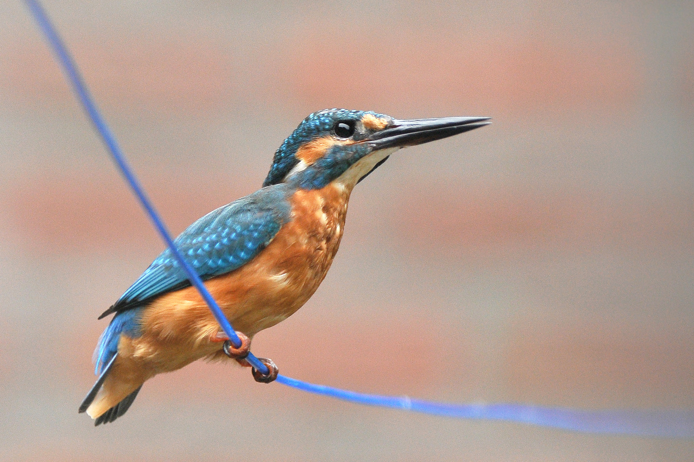 een ijsvogel