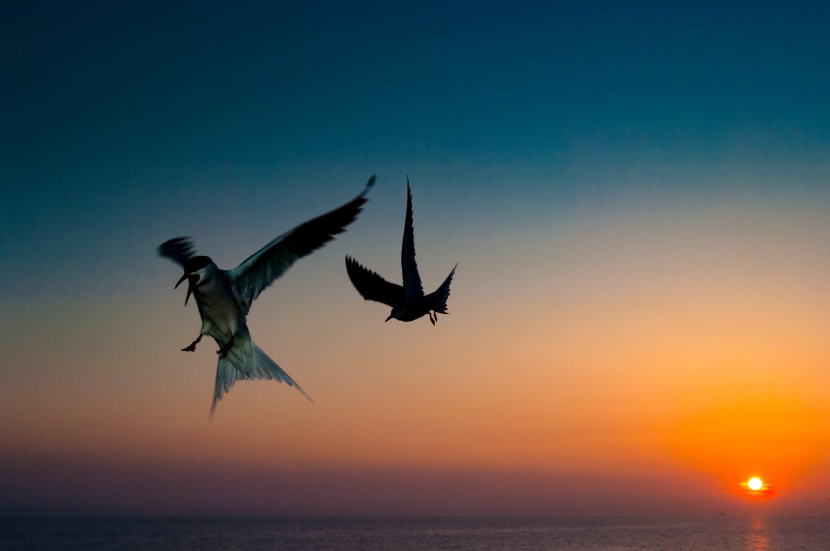 natuurfotograferen met flitslicht