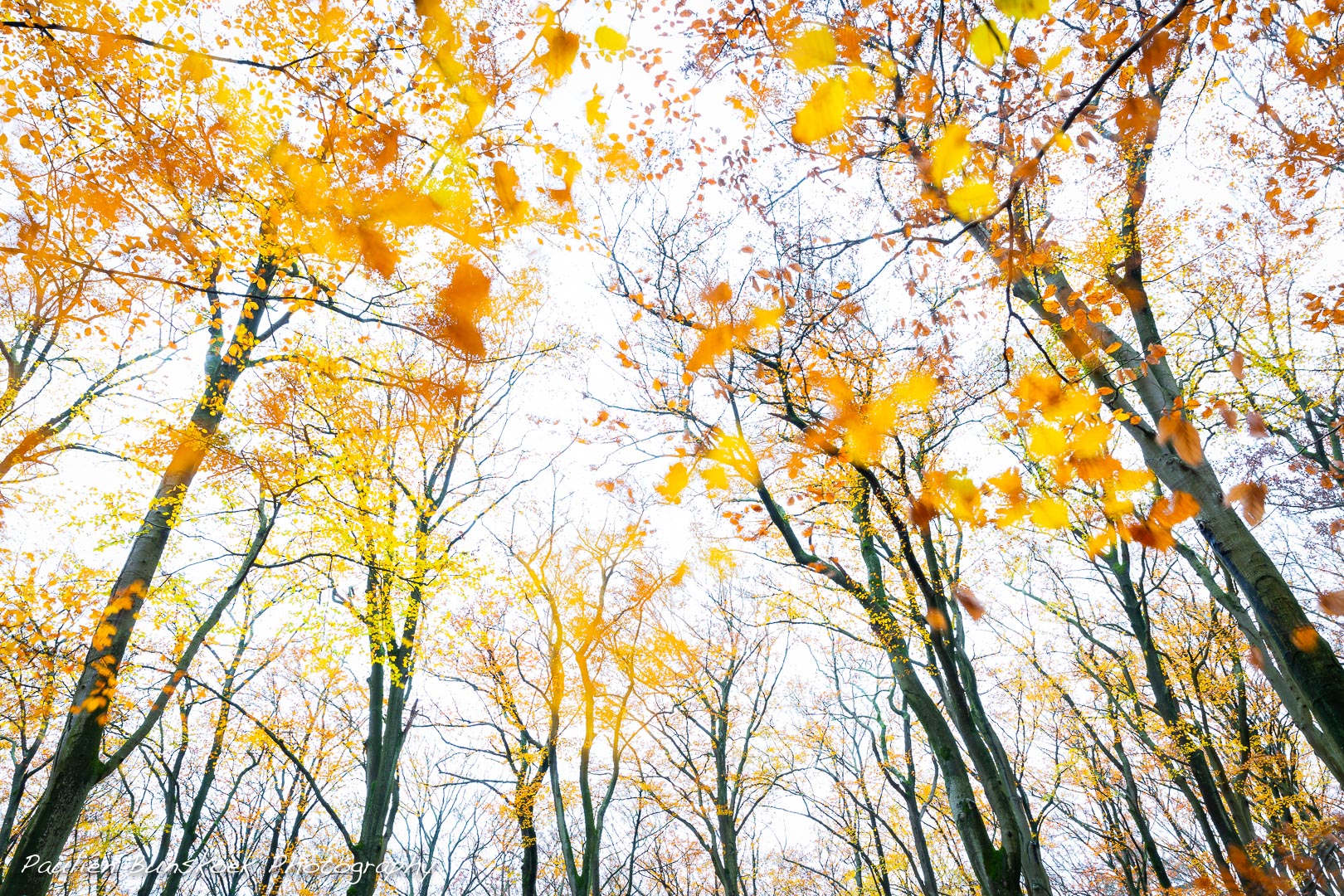 herfstwind-foto