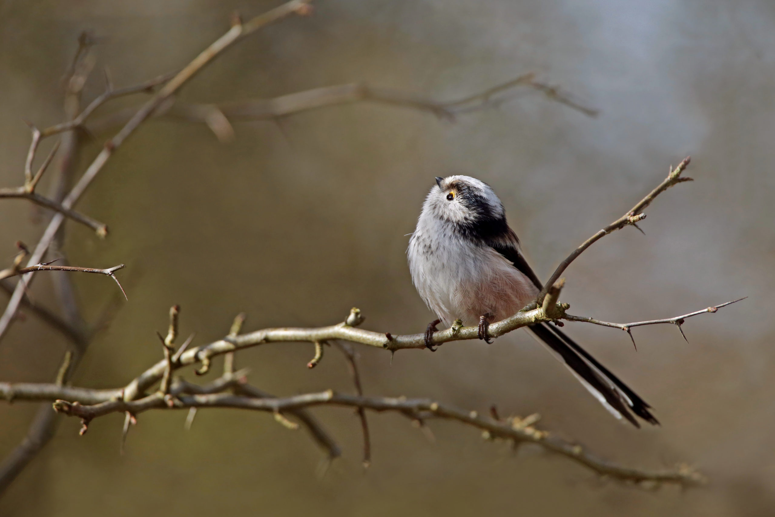 nationale tuinvogeltelling
