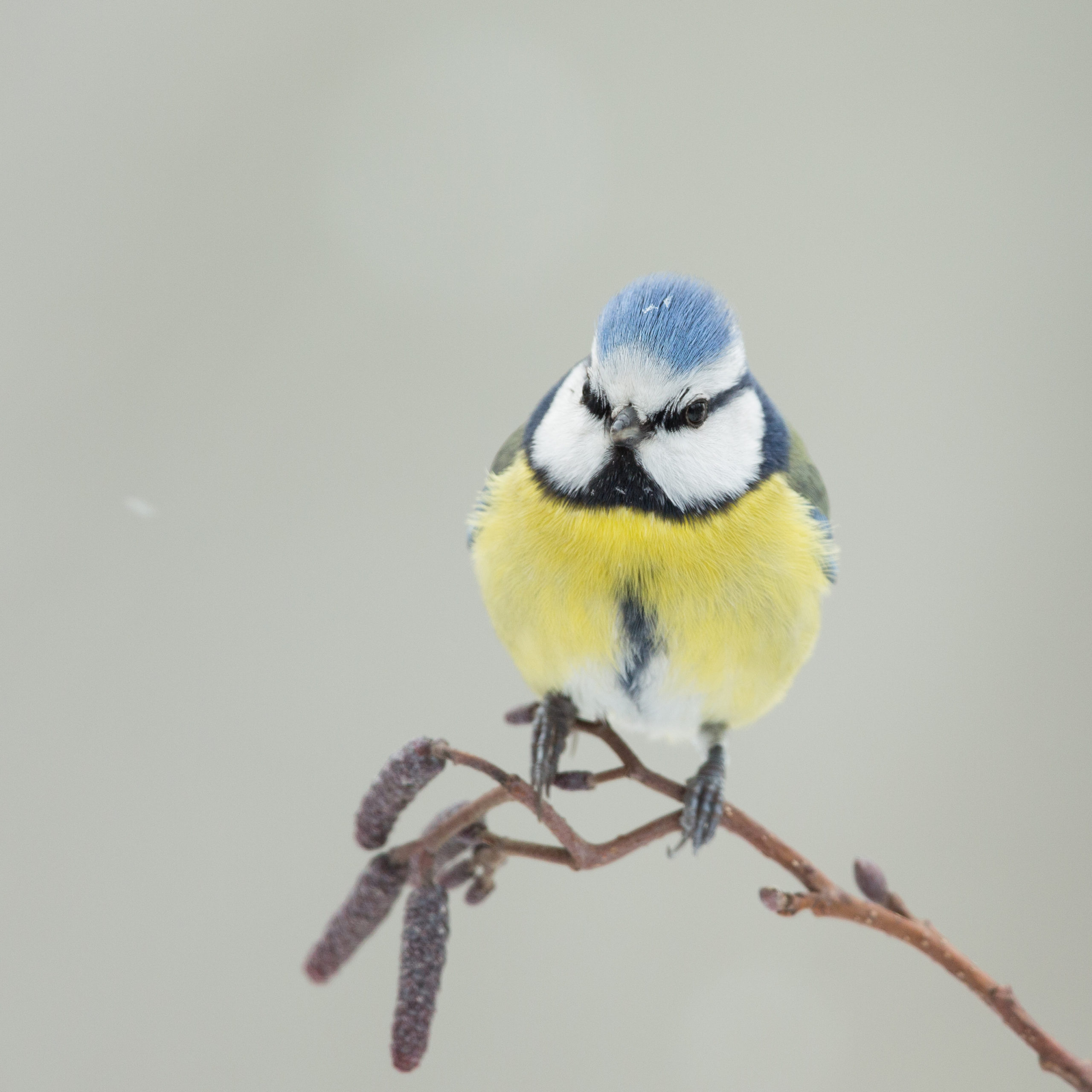 tuinvogeltelling 2018